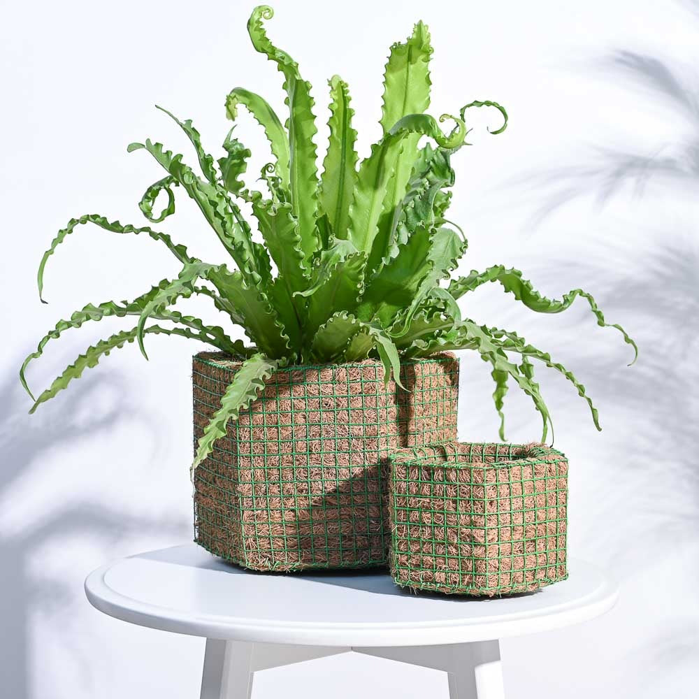 Artificial Green Fern Plant with Natural Jute Basket Planters